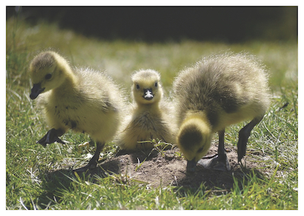 Postcard of 3 goslings in the sun by Jolyon Yates